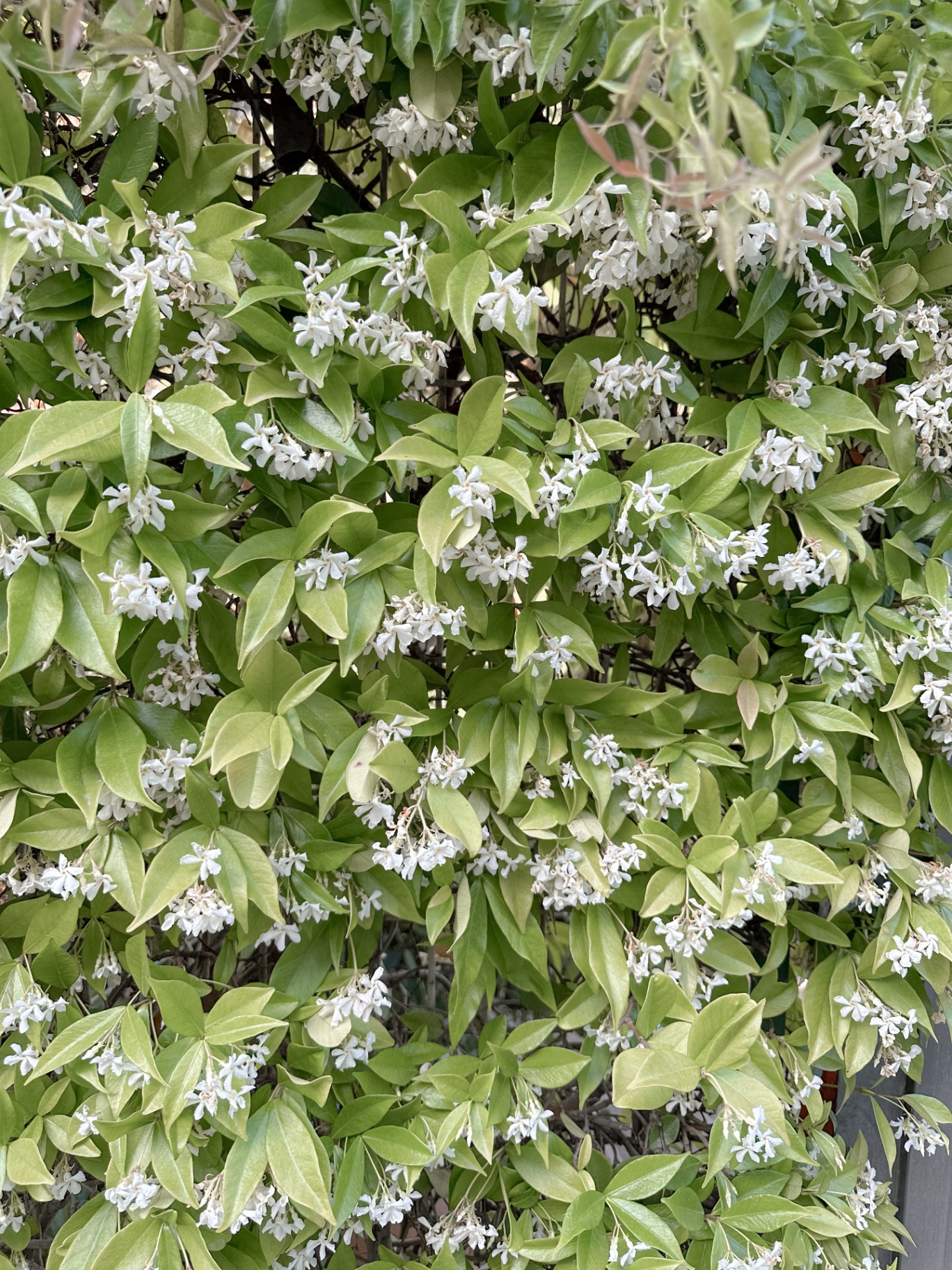 Gardening community on Aria