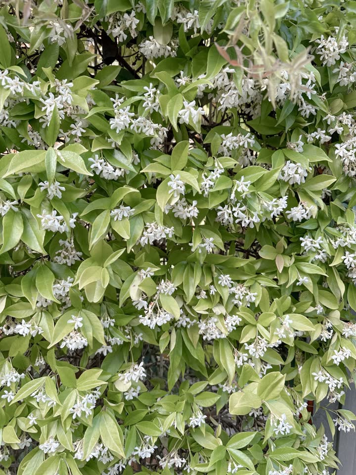 Gardening community on Aria